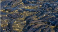 Genetic Innovations Drive Sustainable Aquaculture: Key Findings from 20 Years of Rainbow Trout Breeding