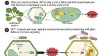 The Essential Link: How Fatty Acid Metabolism Drives Plant Immunity