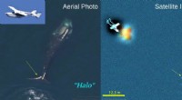 Satellite Technology Breakthrough: First Identification of Endangered Right Whale  Ruffian  from Space