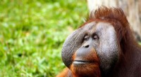 Global Study: Whole-Earth vs. Half-Earth Conservation for Orangutan Recovery