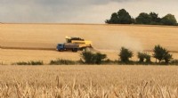 Climate Change Puts UK Wheat Yields  Resilience to the Test