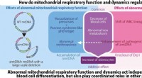 Dual Mitochondrial Impairment Triggers Severe Anemia, Research Reveals