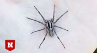 Study Reveals Wolf Spiders  Hunting Efficiency Peaks at 85°F