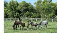 Penn Vet s Breakthrough: First Reproducible True Equine IVF Success with Healthy Foals