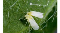 Silverleaf Whitefly Crop Pest Acquires 49 Plant Genes in Genomic Breakthrough