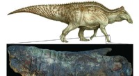 Dinosaur Mummies: Not as Rare as Previously Believed, Study Shows