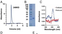 Breakthrough: Scientists Create Efficient In-Cell Oxygen Generation System