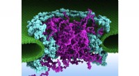 Supercomputer Simulations Reveal Passive Transport Mechanism for Biomolecules in Nuclear Pore Complex