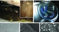 Jeongeupia sacculi: Novel Multicellular Bacterium with Iridescent Colonies Discovered in Cave