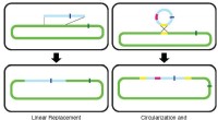 Bacterial Hybrid Evolution: Mechanisms of Chromosome Enlargement Through DNA Recombination