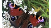 Butterfly Eyespots: How Optical Illusions Deter Predatory Birds in New Research