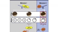 Breakthrough Study Reveals Molecular Mechanism Controlling Chromosome Halving in Egg Cell Meiosis