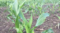 Research Confirms Corn Tillers Boost Yields in Low-Density Planting Conditions