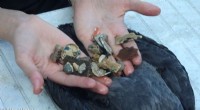 New Research Reveals Plastics Cause Widespread Multi-Organ Damage in Seabirds