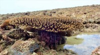 How DNA Analysis Predicts Coral Reefs  Future by Revealing Their Past Climate Adaptation