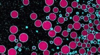 Synthetic Cells Successfully Communicate with Organic Cells: Advancing Cellular Biology Research