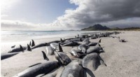 Mass Pilot Whale Stranding in New Zealand Results in 477 Deaths
