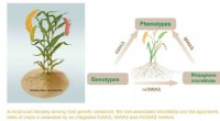 Millet s Genetic-Microbial Secrets: Boosting Crop Yield and Climate Resilience