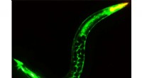 Meiosis Disruption Linked to Accelerated Aging: New Study on Reproductive Health and Longevity