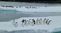 43% Decline in Adélie Penguin Population Near Mawson, East Antarctica