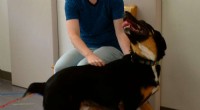 Oregon State University Study: How Pet Parenting Styles Influence Dog Behavior and Social Skills