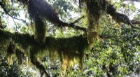 Study Shows High Resource Use Efficiency Drives Rapid Epiphyte Recovery After Drought