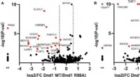 Unique RNA Binding Characteristics of the Essential Germ Cell Protein DND1