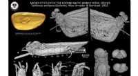 New Mayfly Species Calliarcys antiquus Discovered in 35-Million-Year-Old Amber