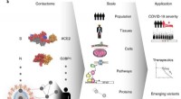 Decoding SARS-CoV-2: The Molecular Contact Map with Human Cells