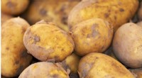 Solanimycin: Novel Broad-Spectrum Antifungal Antibiotic Discovered in Potato Pathogen