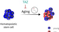 TAZ Protein via Hippo Pathway Shields Blood Stem Cells from Age-Related Decline