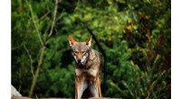 Endangered Red Wolves Relocated to South Carolina in Conservation Revival Effort