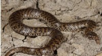 First Sighting of Critically Endangered Venomous Mud Adder in South Australia