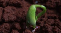Wind-Driven Seed Burial Faces Greatest Difficulty on Medium-Sized Soil Particles, Study Finds