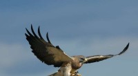 Swainson s Hawks: The Science Behind Nature s Deadliest Hunters