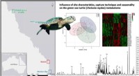 Metabolomic Profiling: Monitoring Wild Sea Turtle Health Through Blood Analysis