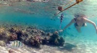 Red Sea s Heat-Resilient Reefs: The World s Last Coral Sanctuary