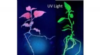 Visualizing Gene Activation in Plants with Green Fluorescent Protein