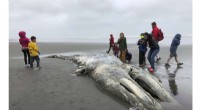 Gray Whale Population Decline Persists Off Western U.S., Study Confirms