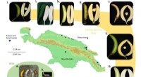Ancient DNA Analysis Uncovers Hidden Ancestral Species in Banana Domestication History