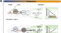 C. elegans Research Reveals How Temperature Perception Controls Protein Degradation and Lifespan