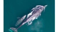 Gray Whale Populations Decline 38% on West Coast; NOAA Fisheries Commits to Ongoing Surveillance