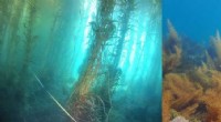 Marine Heatwave  Warm Blob  Drives Invasive Algae Takeover of Native Kelp in Baja California