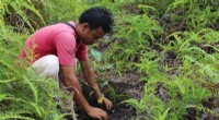The Key to Successful Forest Restoration: Methods That Protect Ecosystems and Species