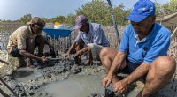 Egypt s Mangrove Replanting Initiative: Combating Climate Change with Coastal Restoration