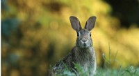 Myxoma Virus in Rabbits Evolves to Higher Lethality, Research Reveals