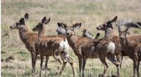 Gas Wells Reduce Mule Deer Spring Migration by 38.65%, 14-Year Study Confirms