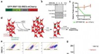 CRISPR Study Reveals Missing Lysosomal Pathway Driving Mucolipidosis Type II