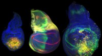 A Dedicated Genomic Region for Organ Formation and Regeneration: Drosophila Insights
