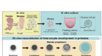 Unlocking Human Egg Development: Key Steps in Transforming Fetal Germ Cells